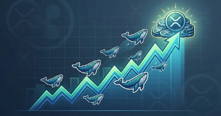Ripple Whales Accumulate 1.54 Billion XRP After Dip